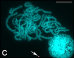 Karyotype of Silkworm (Bombyx mori).png