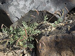 Keel beak, Astragalus acutirostris (16119306070).jpg