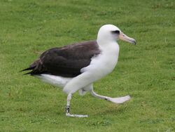 Laysan Albatross RWD8a.jpg