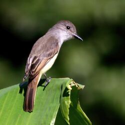 Lesser Antillean flycatcher.jpg