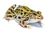 green spotted frog facing right