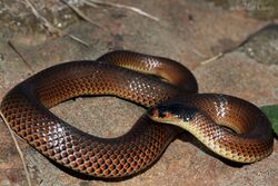 Little Whip Snake (Parasuta flagellum) (8654702624).jpg