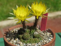 Lobivia arachnacantha (Echinopsis ancistrophora ssp. arachnacantha) 2.jpg