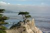 Lone cypress tree Monterey CA photo D Ramey Logan.jpg
