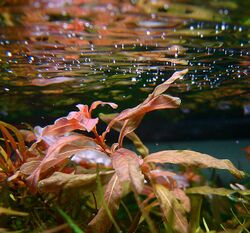 Ludwigia inclinata in aquarium.jpeg