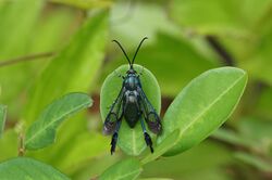 Macrotarsipus sp 05464.jpg