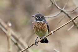 Madagascar stonechat (Saxicola sibilla) female.jpg