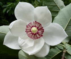 Magnolia sieboldii flower 1.jpg