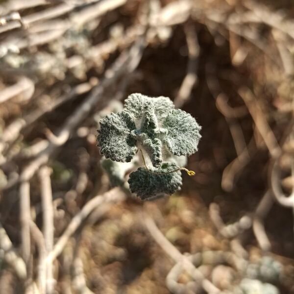 File:Marrubium vulgare in Mexico II.jpg