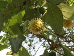 Mitragyna parvifolia-04.JPG