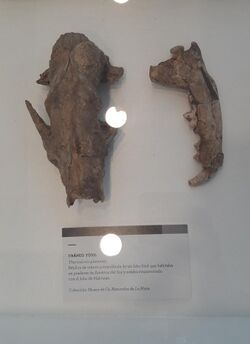 Museo Malvinas - Cráneo fósil de Theriodictis platensis.jpg