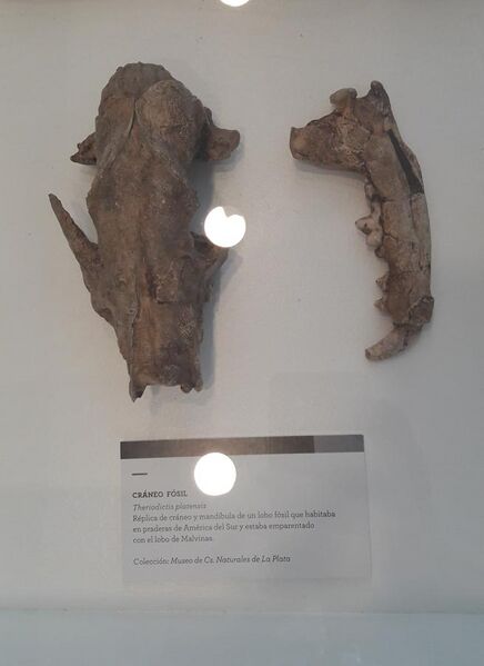File:Museo Malvinas - Cráneo fósil de Theriodictis platensis.jpg