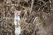 Brown and white mustelid standing in grass
