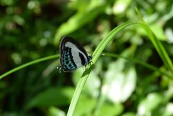 Nacaduba cyanea.jpg