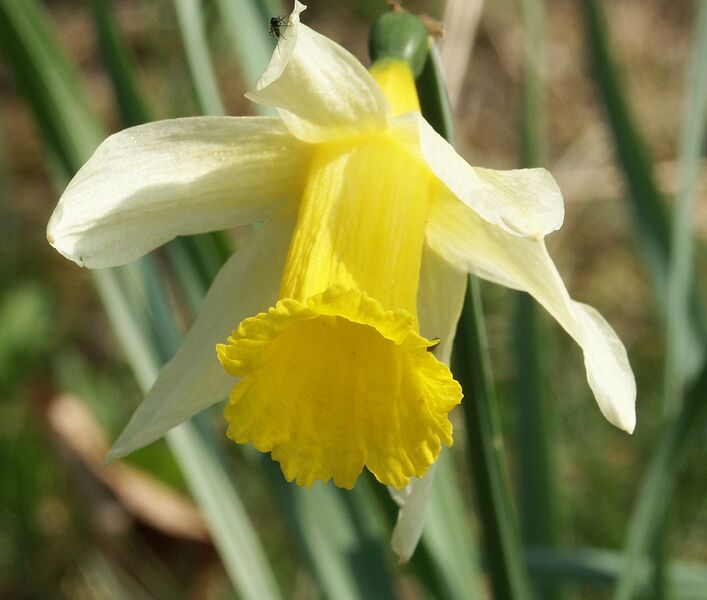 File:Narcissus pseudonarcissus flower 300303.jpg