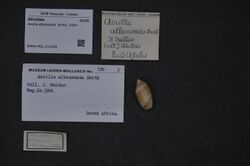 Naturalis Biodiversity Center - RMNH.MOL.213185 - Ancilla albozonata Smith, 1904 - Olividae - Mollusc shell.jpeg