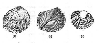 a) Neotrigonia, showing radial ornament across the exterior of the shell; b) Eotrigonia, the likely ancestor of Neotrigonia; c) Juvenile example of Neotrigonia, showing ornament similar to Eotrigonia. This ornament is lost in later stages of growth.
