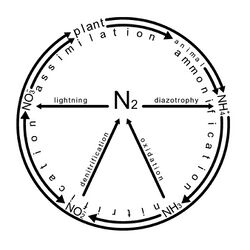Nitrogen cycle.jpg