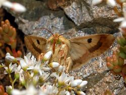 Noctuidae - Heliothis peltigera-002.JPG