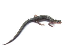 Northern Gray-cheeked Salamander white bg.jpg
