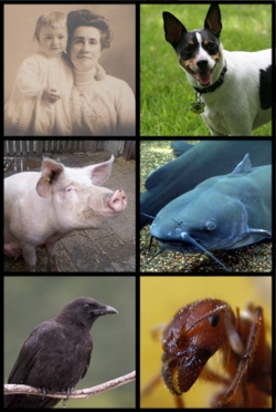 Omnivore Examples.png