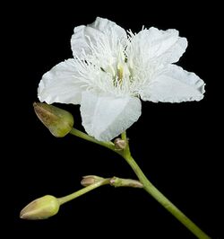 Ornduffia albiflora - Flickr - Kevin Thiele (1).jpg
