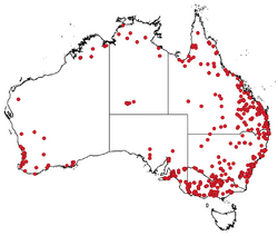 Ottelia ovalifolia in Australia AVH records-2021-12-08.png