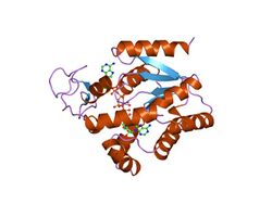 PDB 1zip EBI.jpg