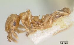 Pheidole braueri casent0101571 profile 1.jpg