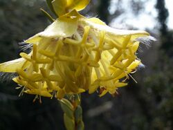 Pimelea suaveolens.JPG