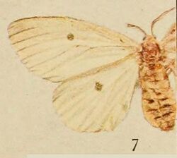 Pl.14-07-Laelia soloides=Sphragista kitchingi (Bethune-Baker, 1909).JPG