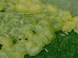 Plutella xylostella eggs.jpg