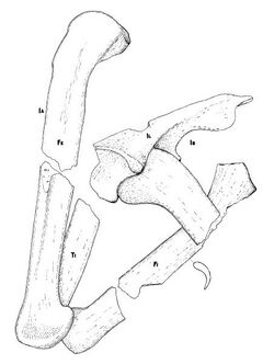 Poposaurus gracilis Mehl.jpg