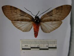 Praeamastus albipuncta.JPG