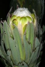 Protea coronata 1-9818.jpg