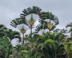 Ravenala, travellers palms, on Maui.jpg