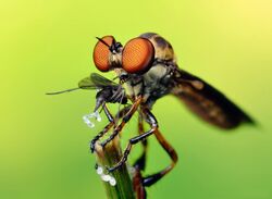 Robber Fly with prey (Holcocephala fusca) by Thomas Shahan.jpg