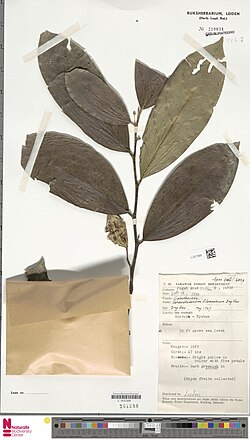 Sarawakodendron.jpg