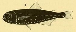 Scopelus subasper from Lütken 1892.jpg