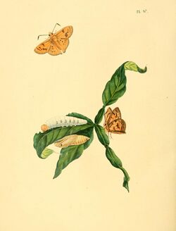 Sepp-Surinaamsche vlinders - pl 067 plate Bungalotis quadratum.jpg