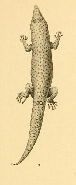 Sphaerodactylus oxyrhinus 01-Barbour 1921.jpg