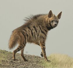 Striped hyena (Hyaena hyaena) - cropped.jpg