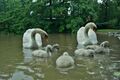 Swan couple with 6 cygnets 107831006.jpg