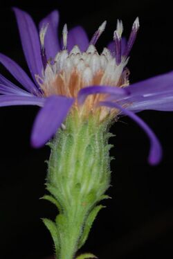 Symphyotrichum georgianum 55239433.jpg