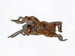 Tettigoniidae - Spalacomimus talpa.JPG