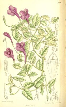 Torenia atropurpurea 137-8388.jpg