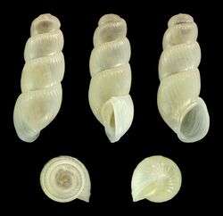 Truncatella caribaeensis 01.jpg