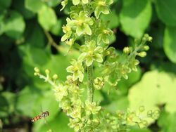 Veratrum parviflorum1SHSU.jpg