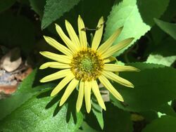 Yellow daisy-type flower with a green center