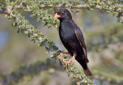 Village indigobird, Vidua chalybeata, at Mapungubwe National Park, Limpopo, South Africa (male) (17849716130).jpg